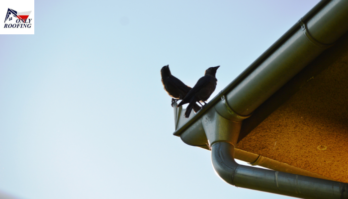 How to Keep Crows Off Your Roof?